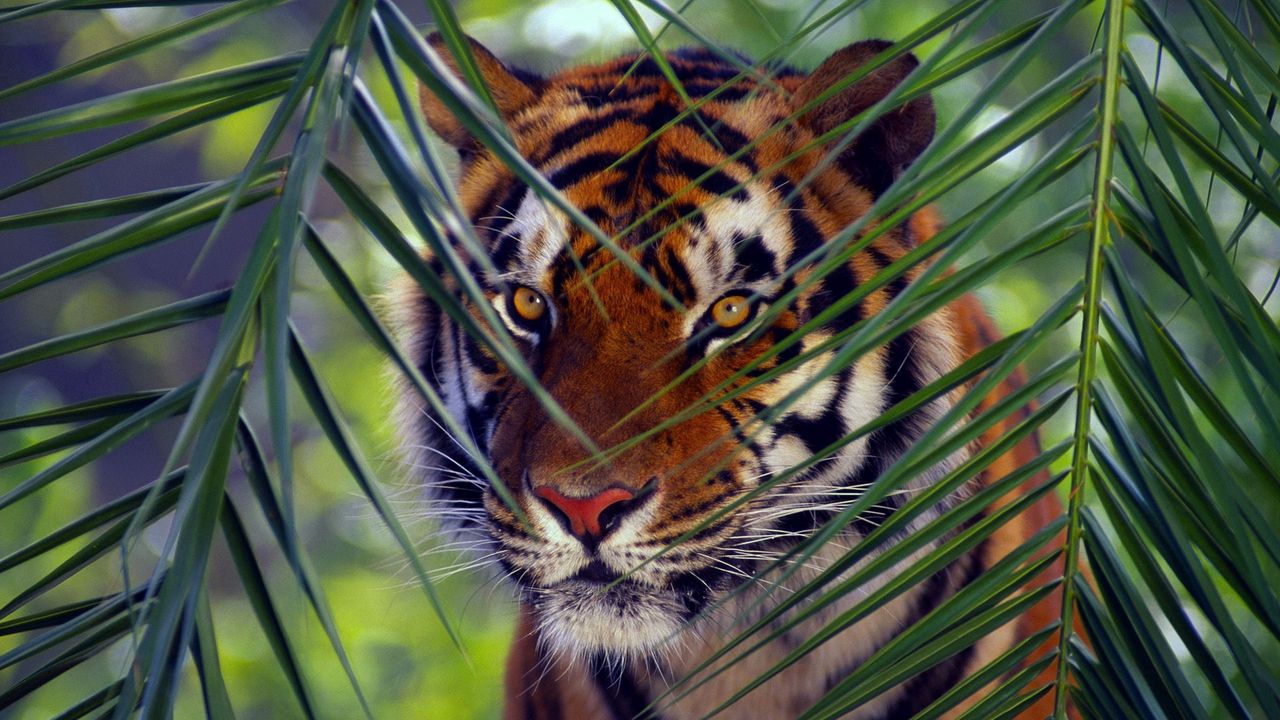 tiger_face_leaves_look_striped_56138_1280x720.jpg