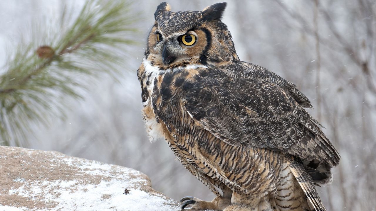 owl_bird_predator_look_95022_1280x720.jpg