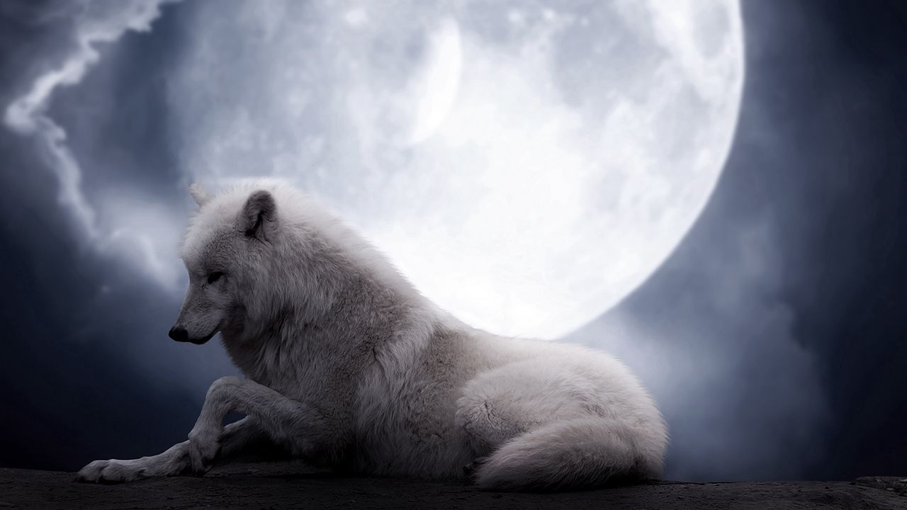 wolf_moon_lie_predator_75803_1280x720.jpg
