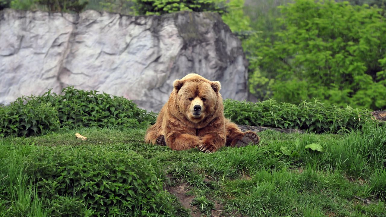 bear_brown_grass_funny_lie_101886_1280x720.jpg