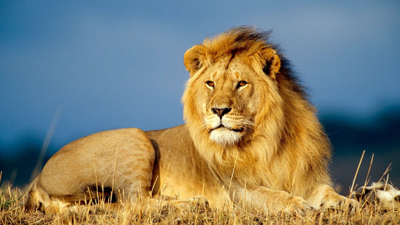 lion_king_of_beasts_lie_look_mane_52647_1280x720.jpg