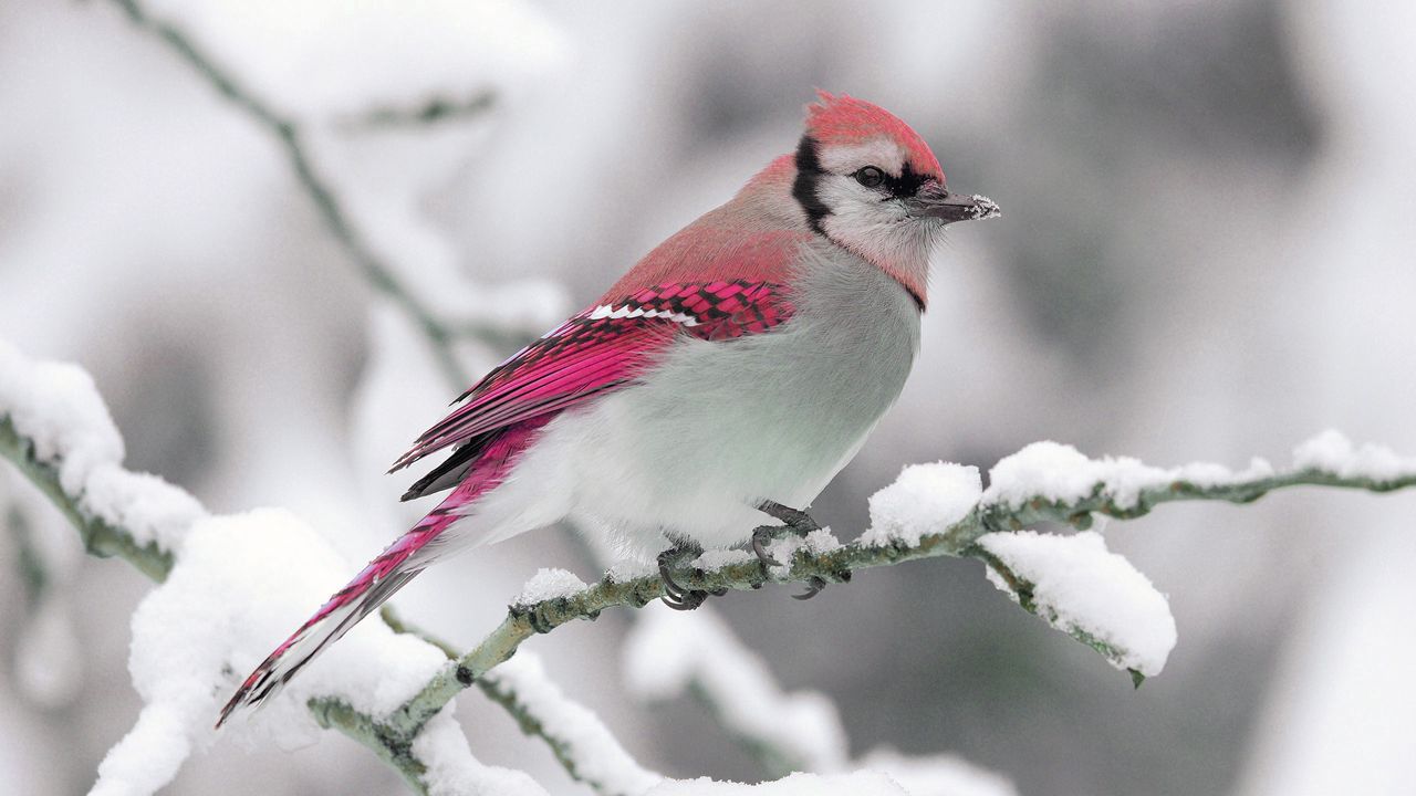 bird_winter_snow_branch_nature_93685_1280x720.jpg