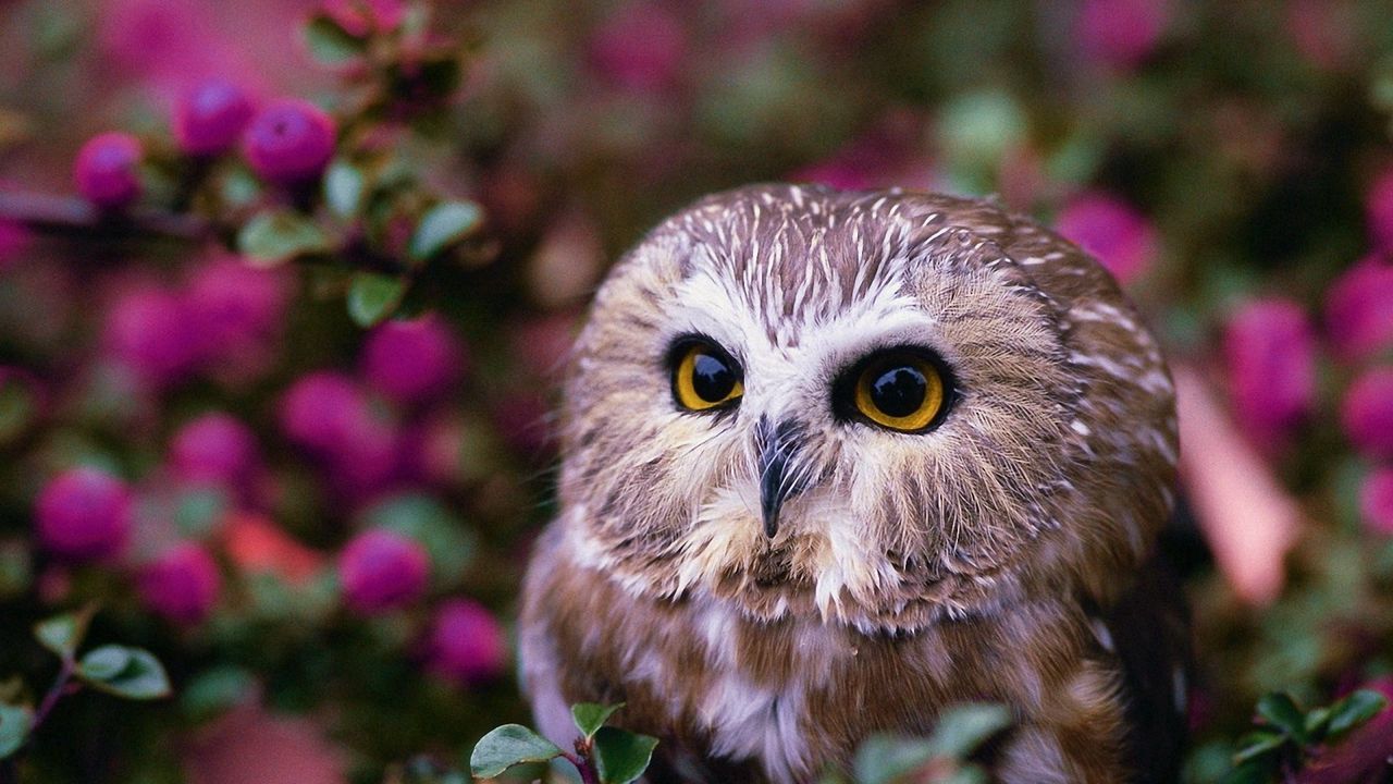 owl_tree_flowers_81719_1280x720.jpg