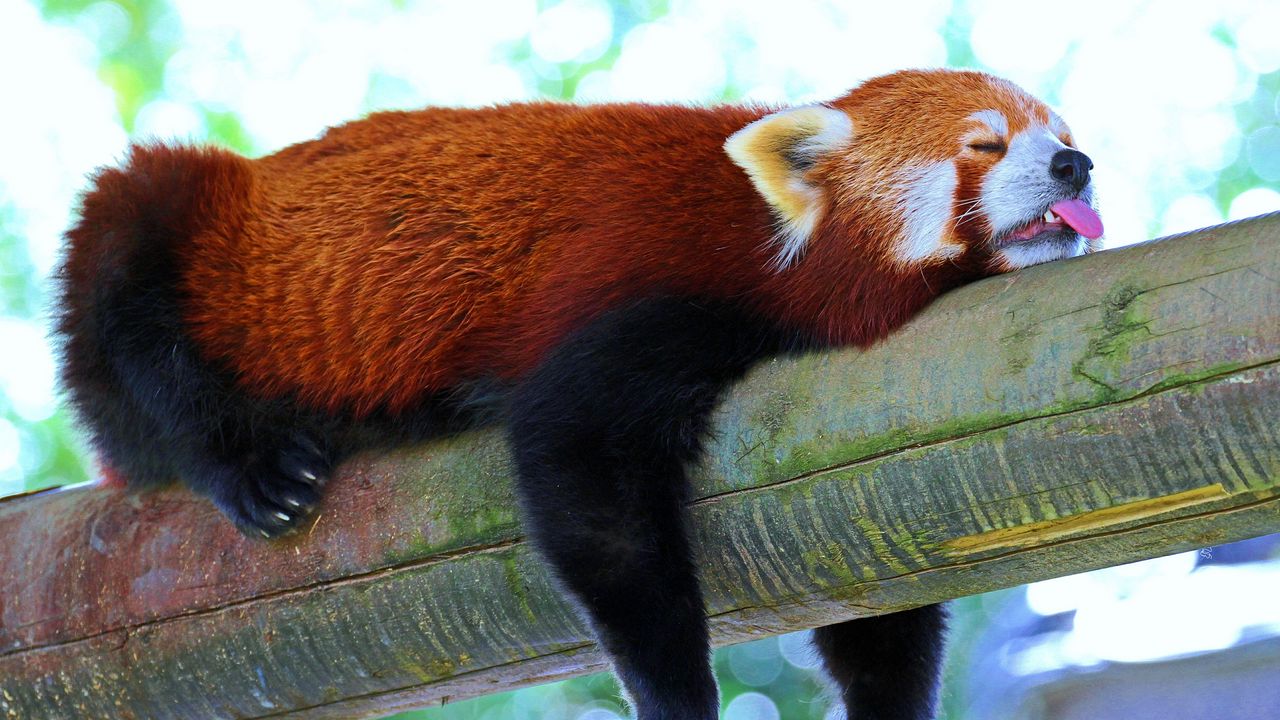 r_panda_red_panda_branch_rest_sleep_96729_1280x720.jpg
