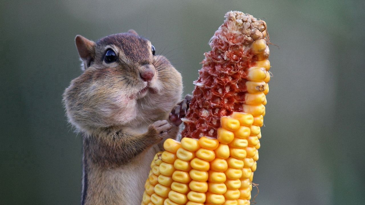 squirrel_food_corn_72453_1280x720.jpg