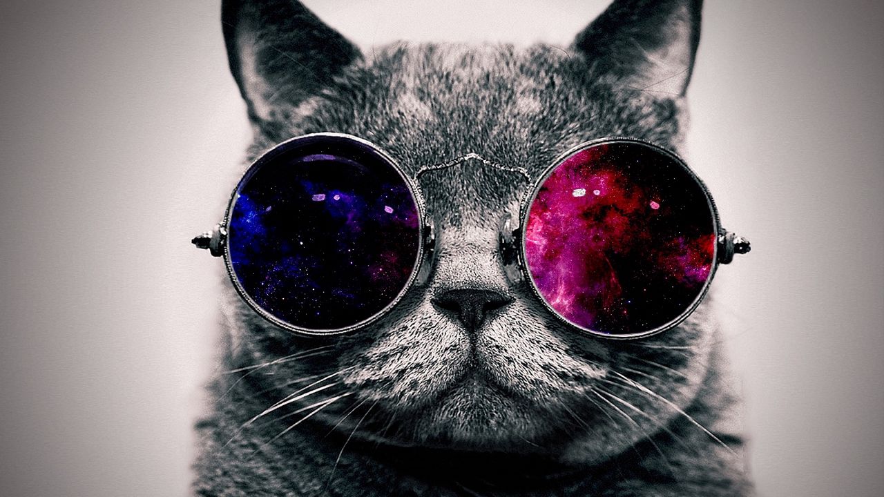 cat_face_glasses_thick_65455_1280x720.jpg