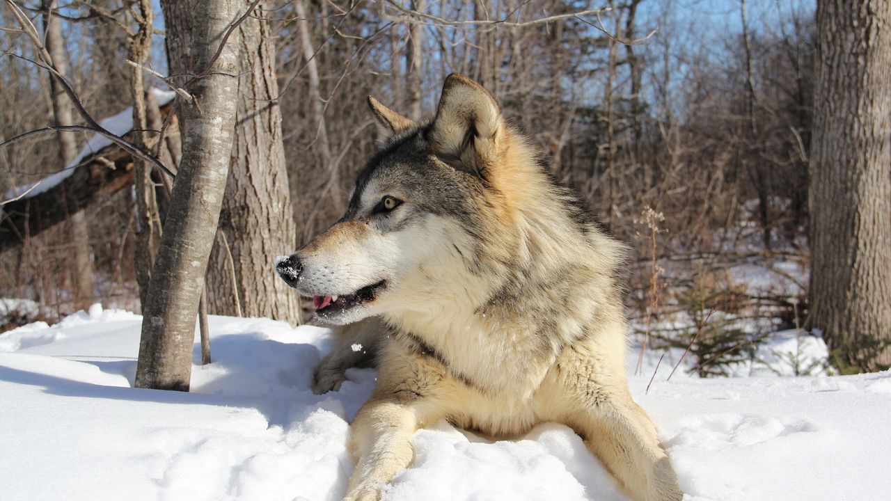 wolf_snow_winter_lie_predator_85759_1280x720.jpg