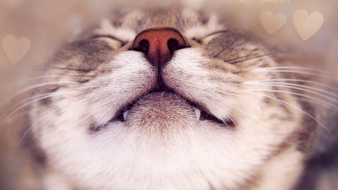 cat_face_happy_nose_heart_96897_1280x720.jpg