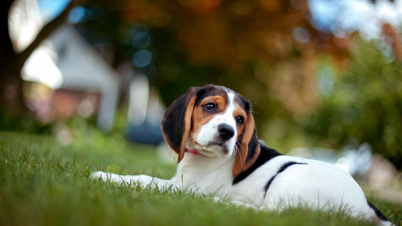 puppy_grass_lie_color_84136_1280x720.jpg