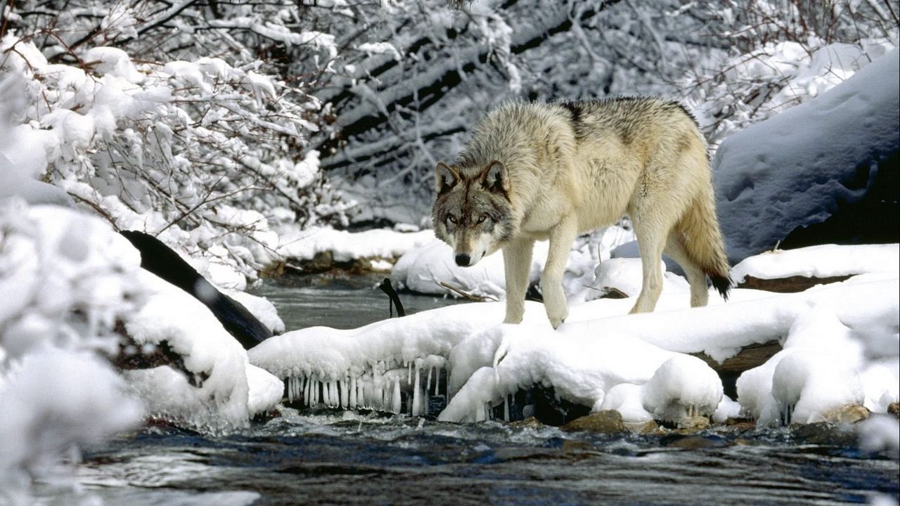 water_river_snow_spring_wolf_77070_1280x720.jpg