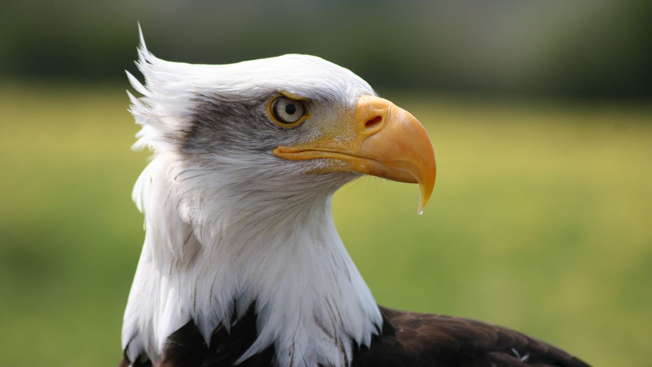 eagle_bird_predator_beak_113991_1280x720.jpg
