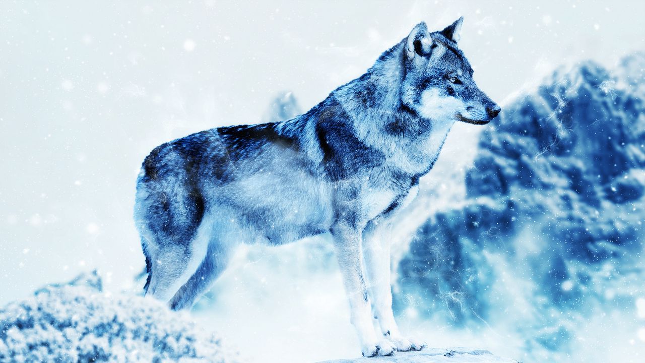 wolf_photoshop_predator_art_116875_1280x720.jpg