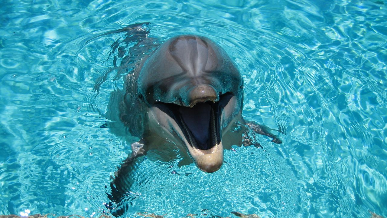 dolphin_smiling_water_pool_93437_1280x720.jpg