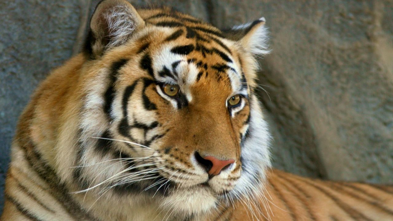mustache_face_tiger_eyes_predator_85457_1280x720.jpg
