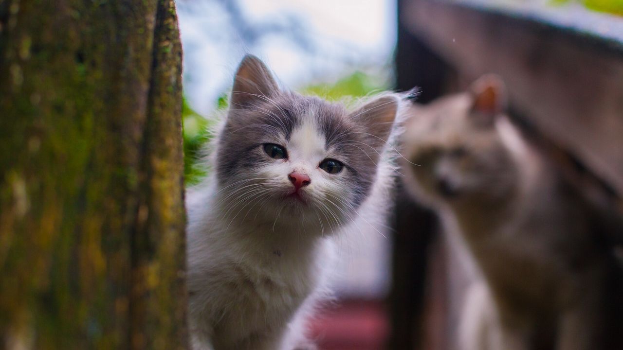 kitten_look_street_spotted_96619_1280x720.jpg