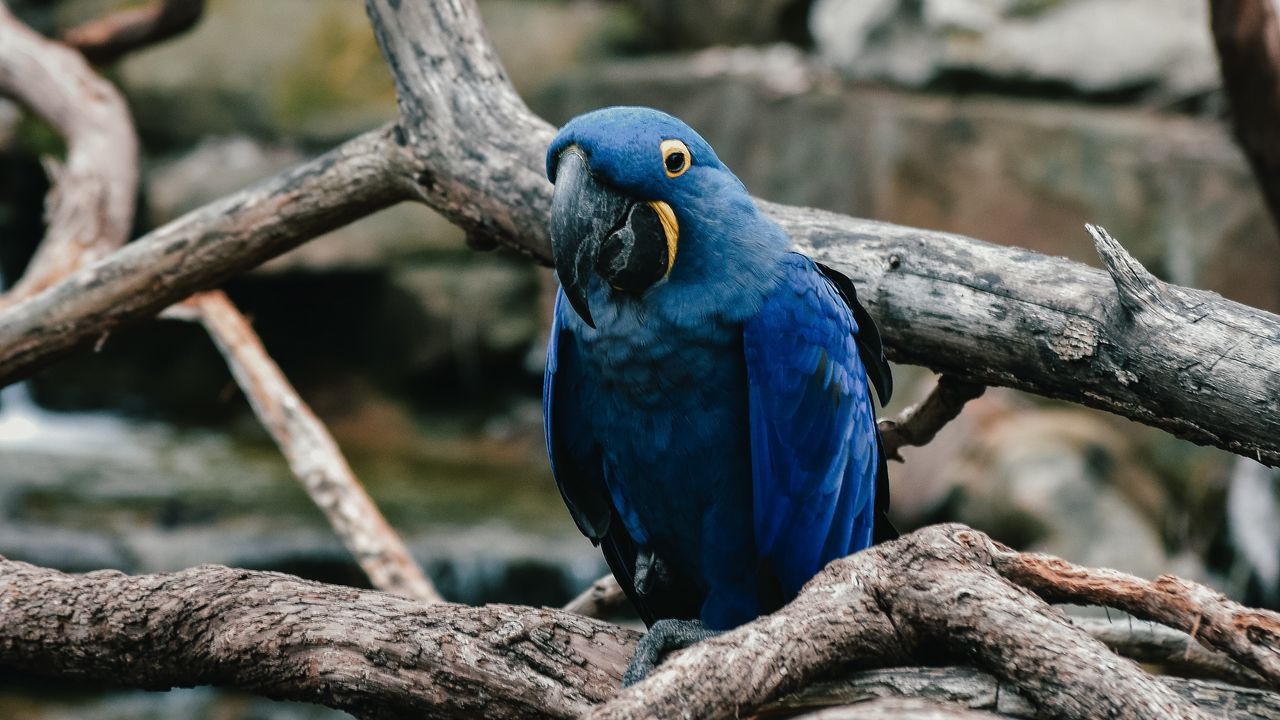 parrot_blue_bird_119602_1280x720.jpg