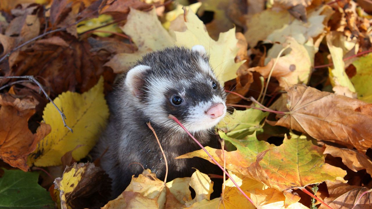 autumn_muzzle_leaves_ferret_59911_1280x720.jpg