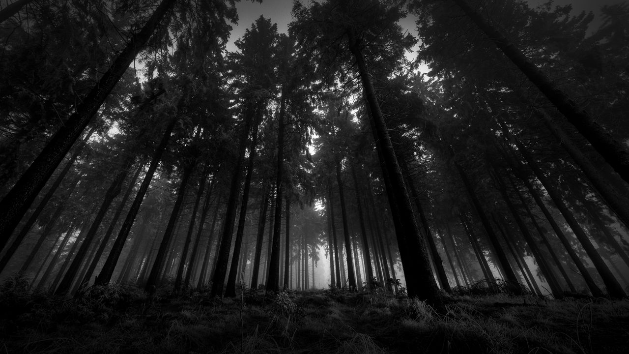 low_trees_gloomy_kroner_fog_silence_60216_1280x720.jpg