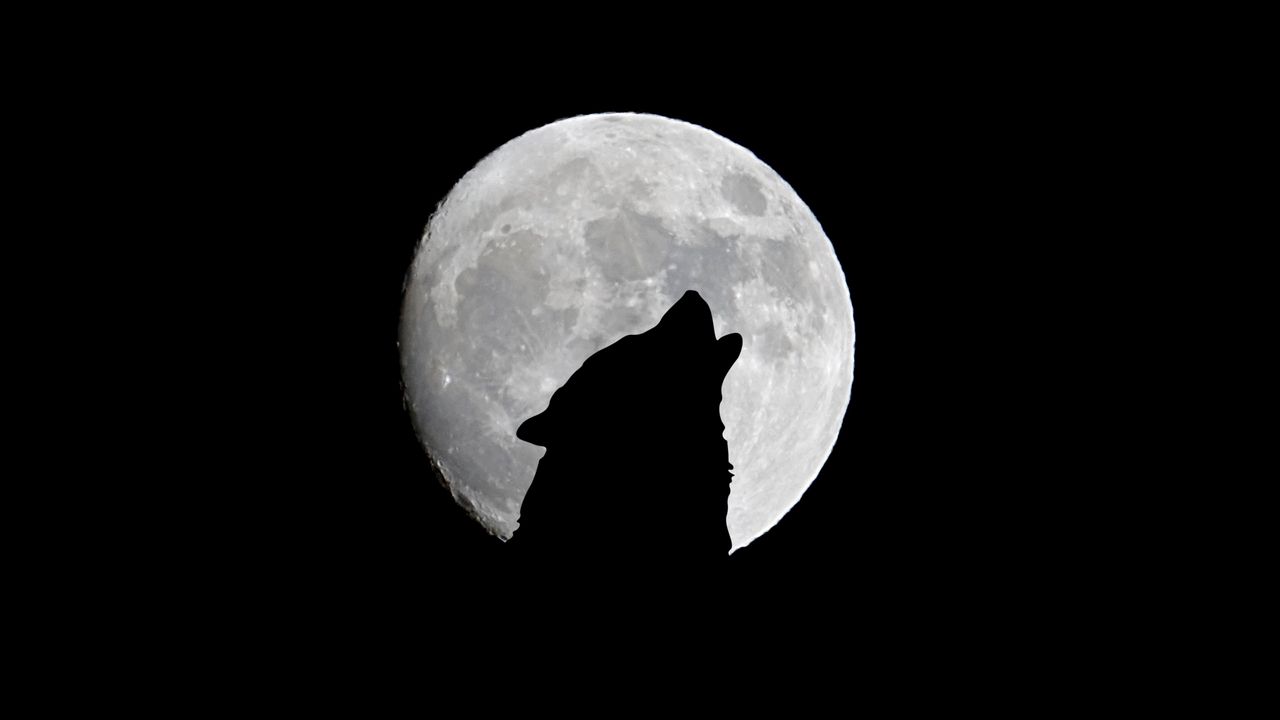 full_moon_wolf_howl_121949_1280x720.jpg