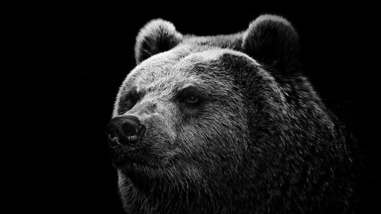 bear_grizzly_bear_eyes_nose_85885_1280x720.jpg