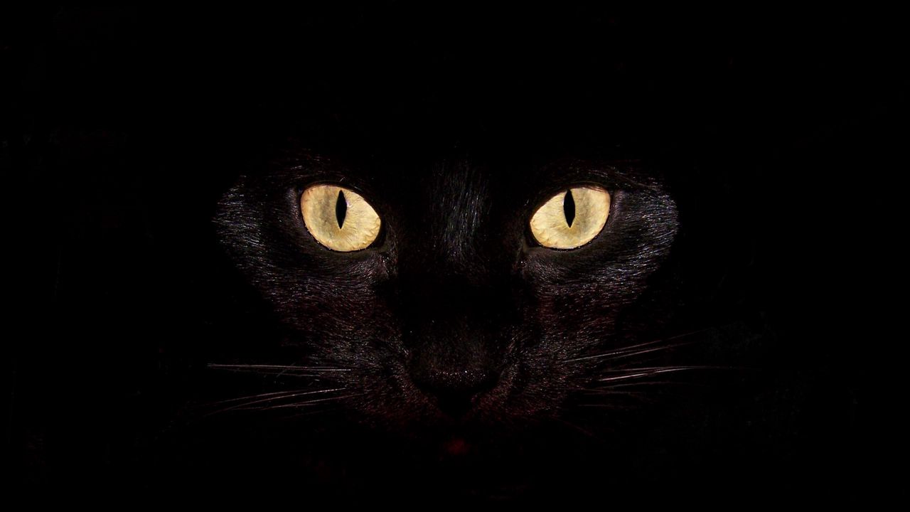 cat_dark_eyes_bright_surprisingly_25930_1280x720.jpg