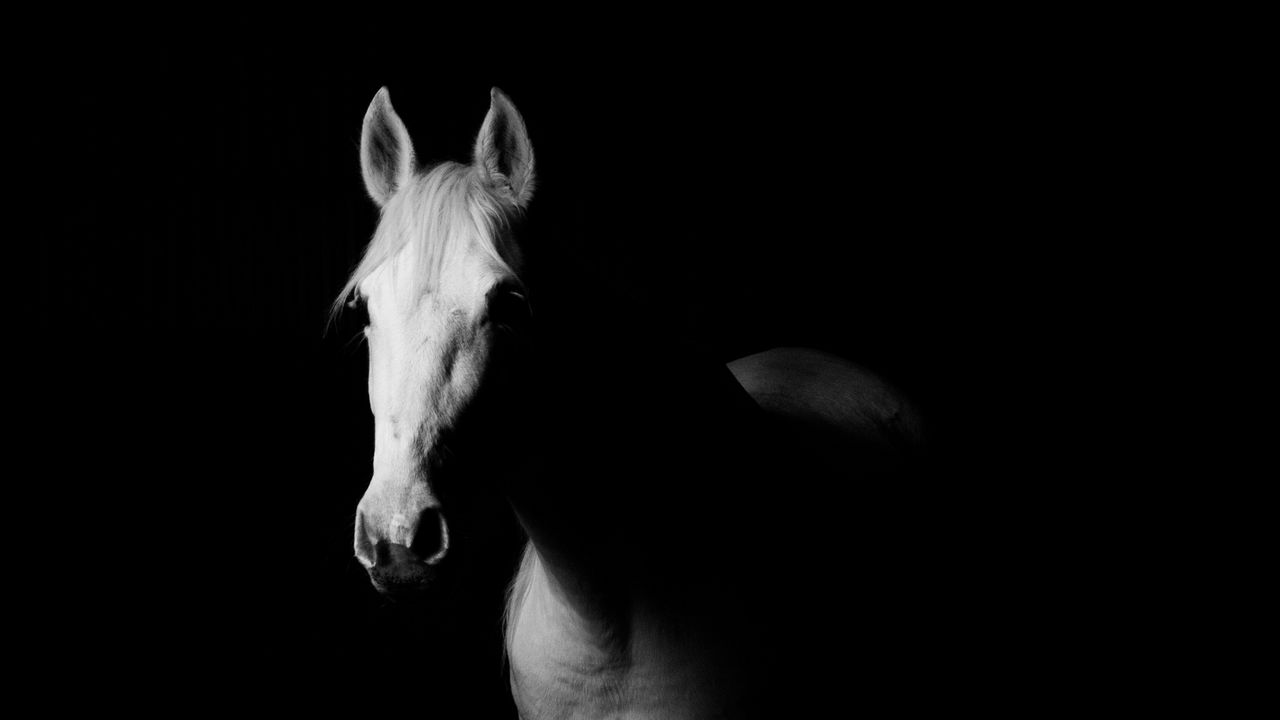 horse_bw_dark_124007_1280x720.jpg