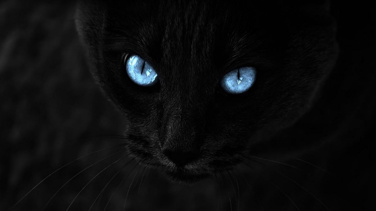cat_black_blueeyed_130470_1280x720.jpg