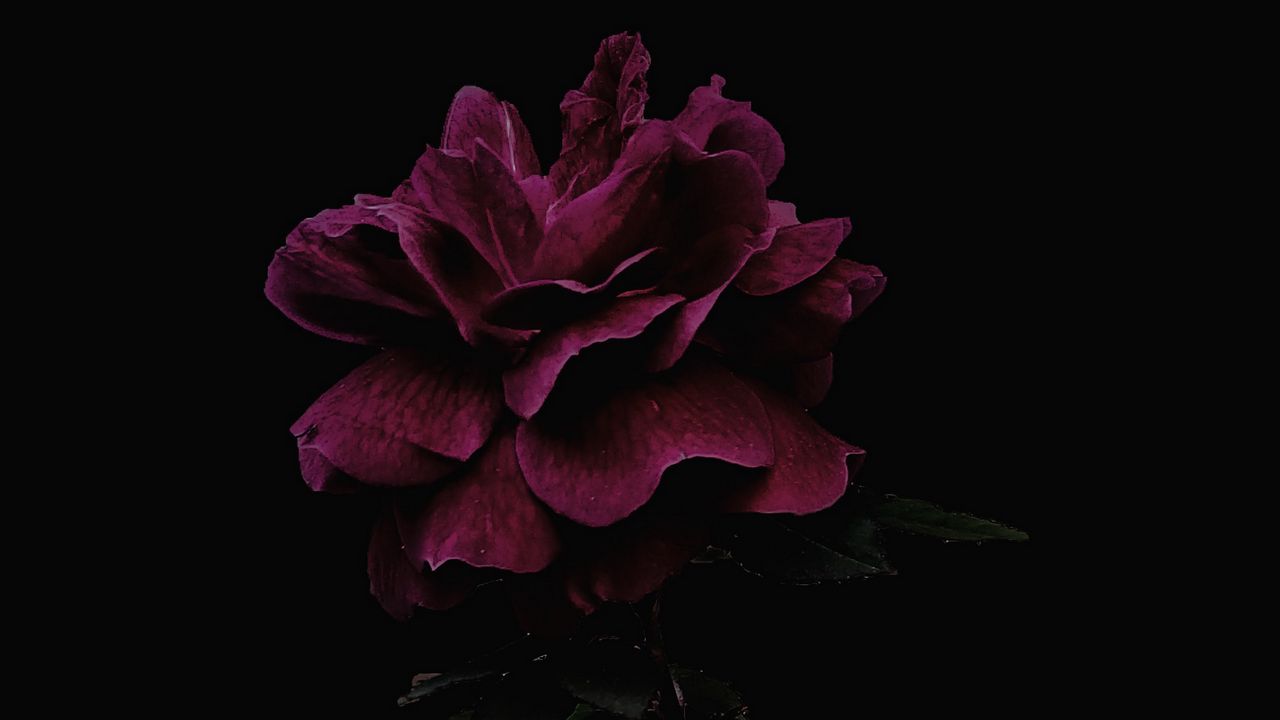 rose_flower_pink_159618_1280x720.jpg