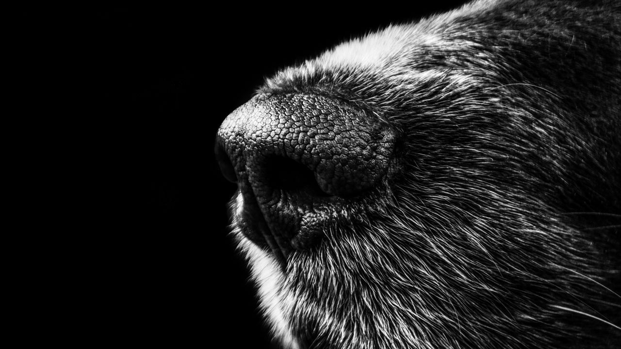 dog_nose_bw_107460_1280x720.jpg