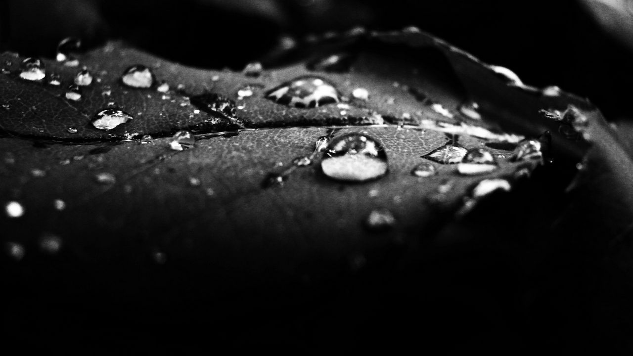 _dew_surface_shadow_black_and_white_49540_1280x720.jpg