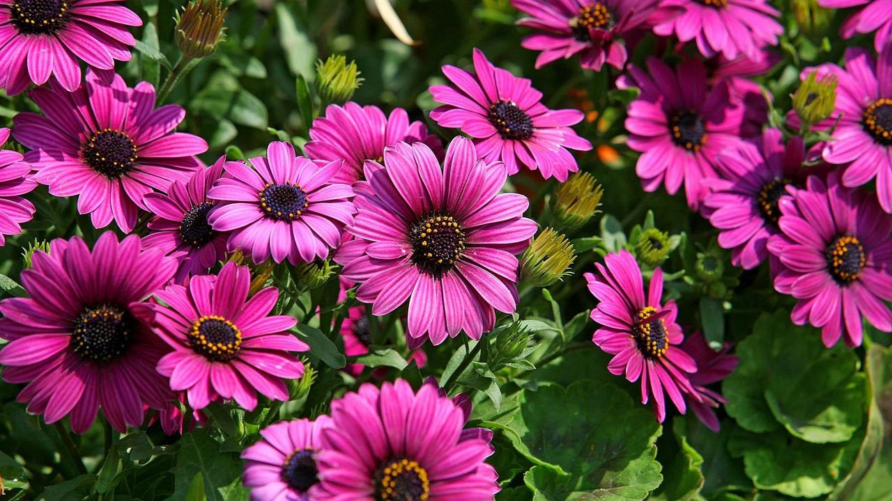 teki_flowers_bright_flowerbed_sunny_54080_1280x720.jpg