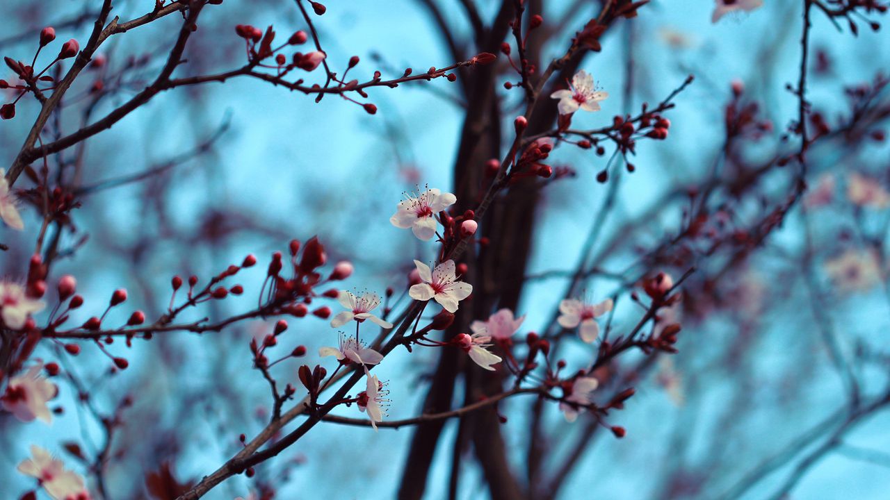 cherry_bloom_spring_124733_1280x720.jpg