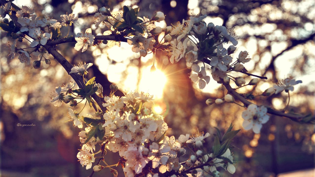 branch_flowers_spring_90708_1280x720.jpg