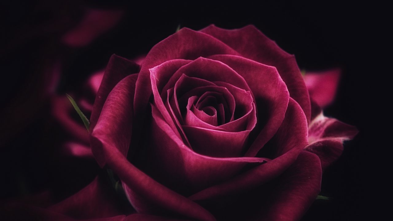 rose_flower_close_up_petals_119252_1280x720.jpg