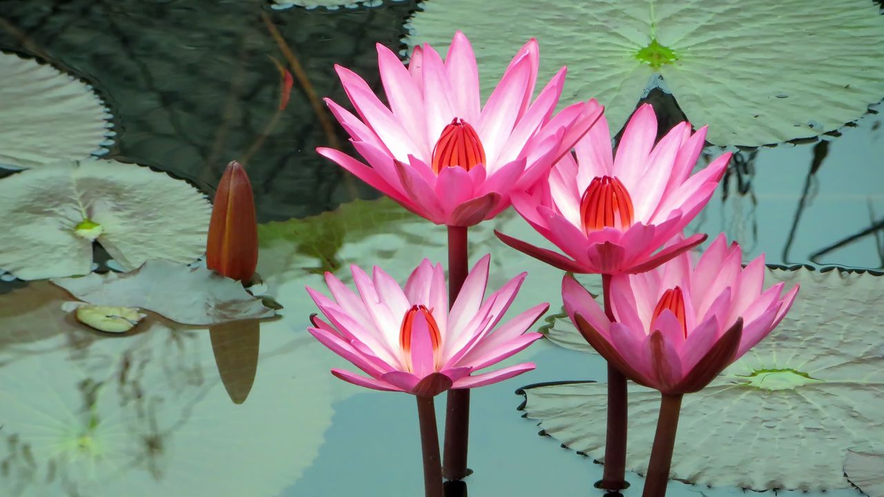 lotus_water_lily_water_113233_1280x720.jpg
