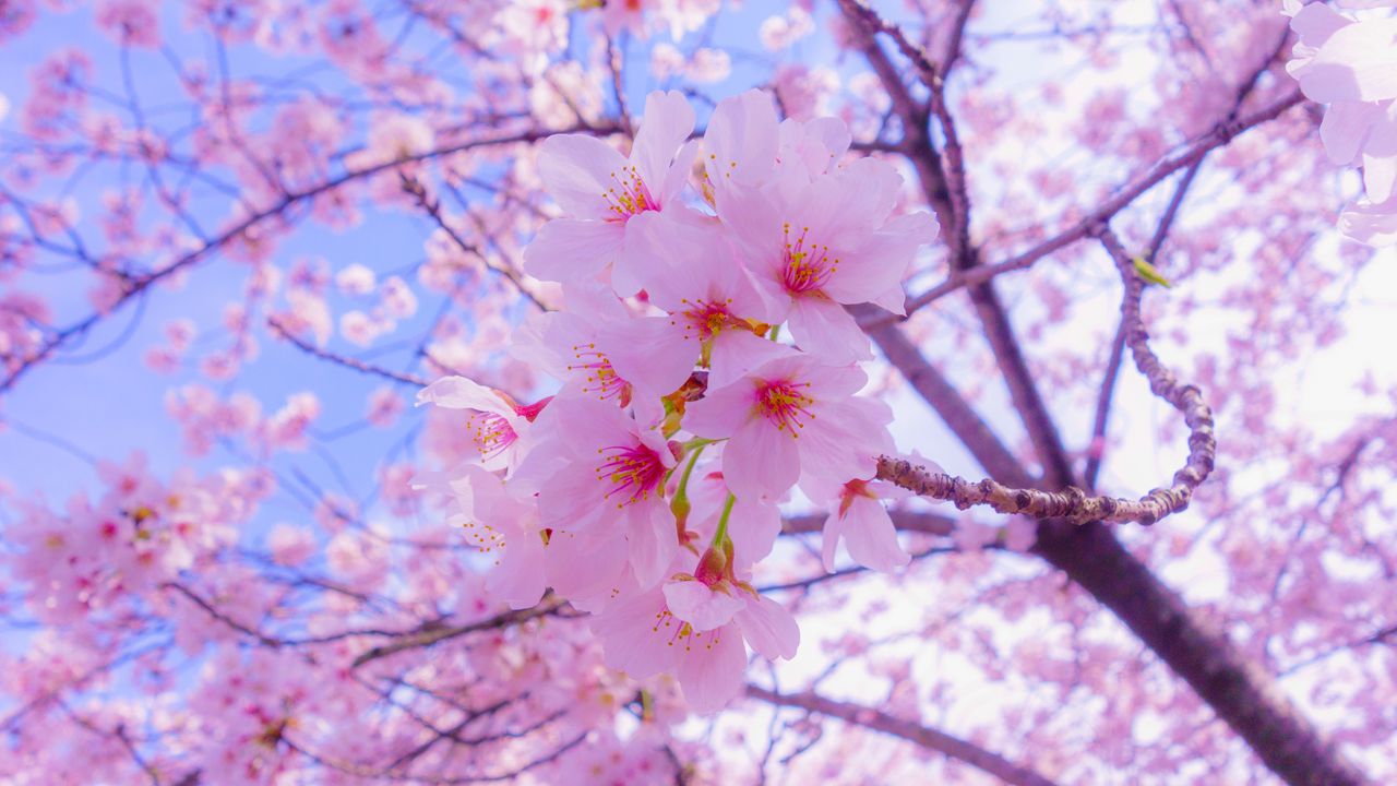 sakura_flowers_bloom_125940_1280x720.jpg