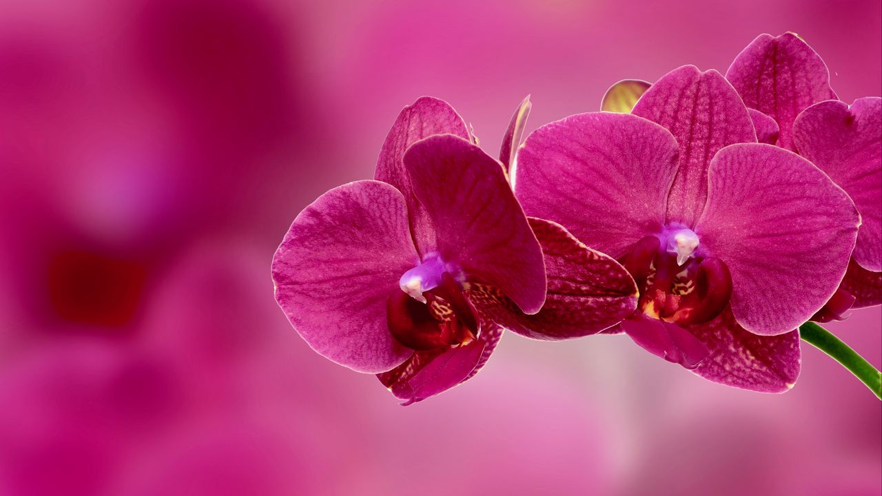 orchid_flower_petals_pink_116453_1280x720.jpg