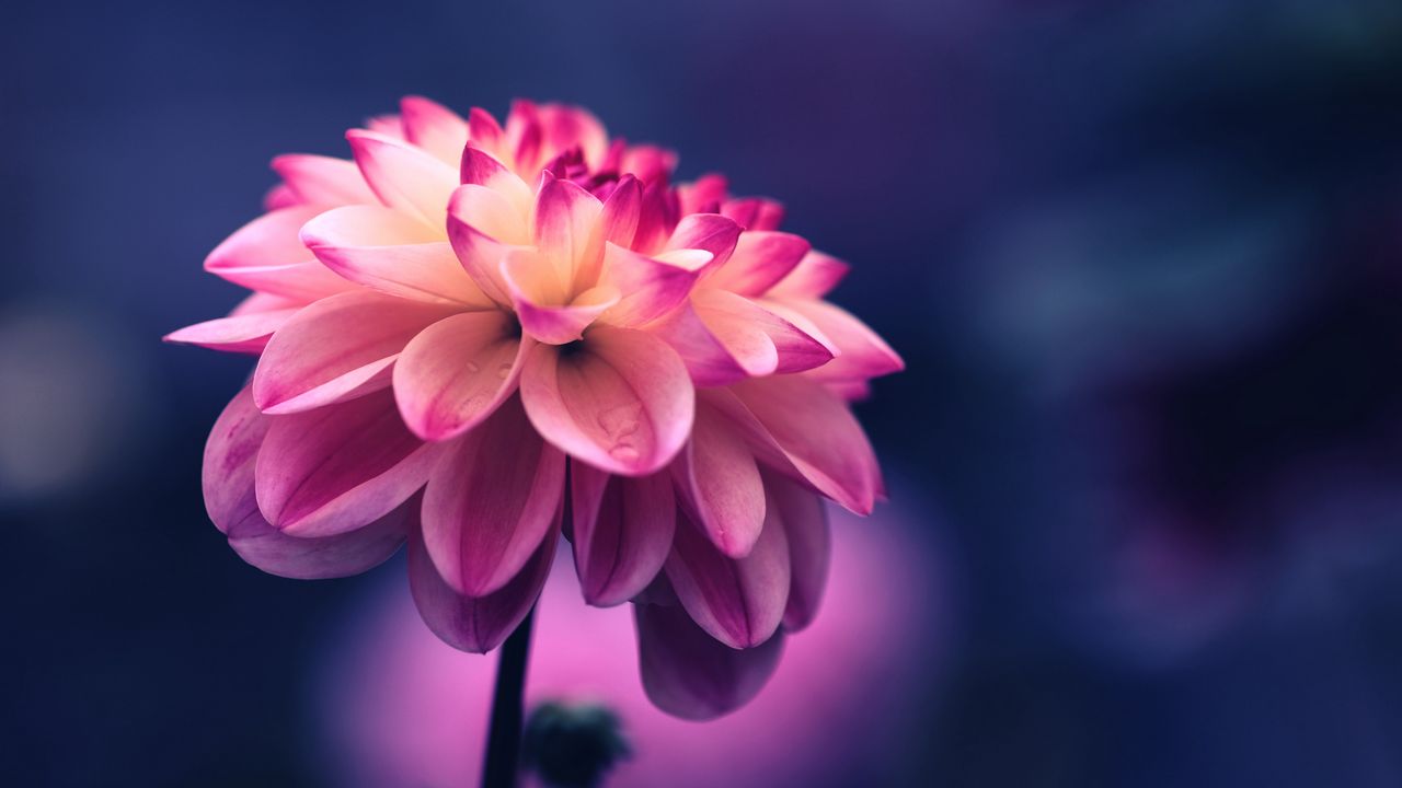 flower_pink_petals_bud_close_up_119905_1280x720.jpg