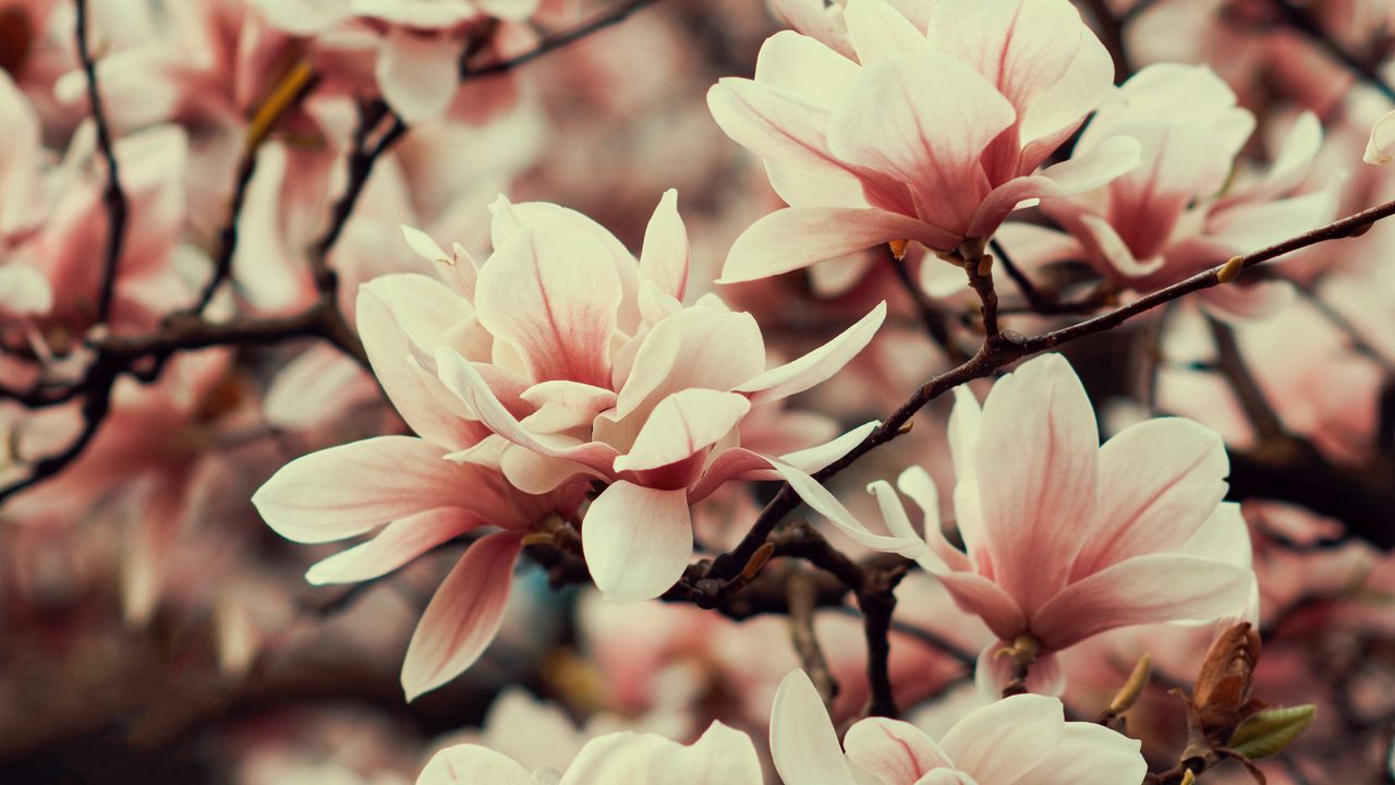 magnolia_flowers_branches_139771_1280x720.jpg