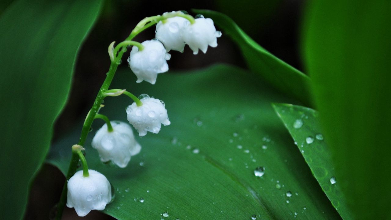 lower_bell_drops_dew_morning_leaves_20550_1280x720.jpg