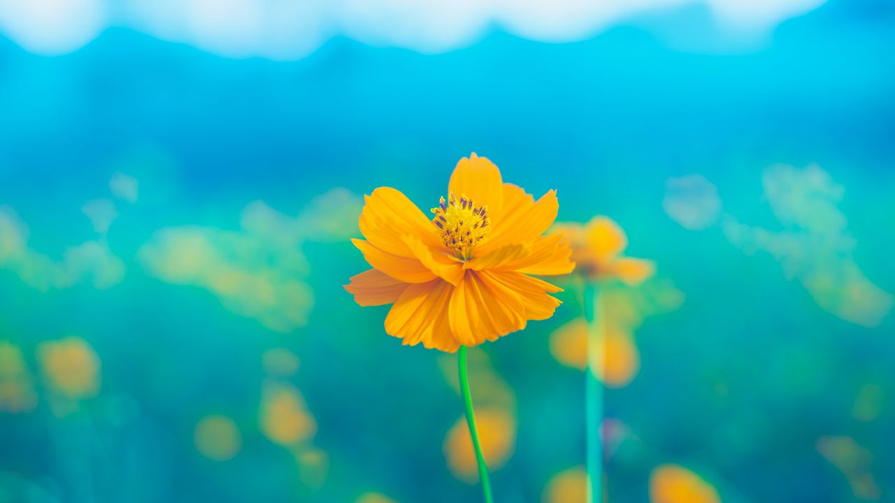 flower_yellow_delicate_138583_1280x720.jpg