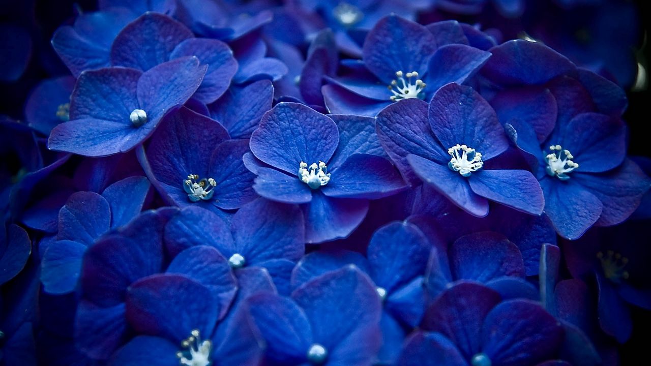 flowers_blue_petals_90487_1280x720.jpg