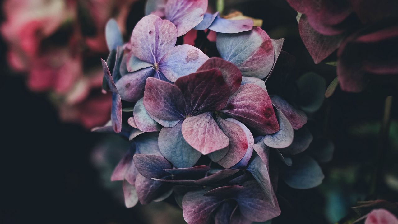 hydrangea_bush_petals_121512_1280x720.jpg