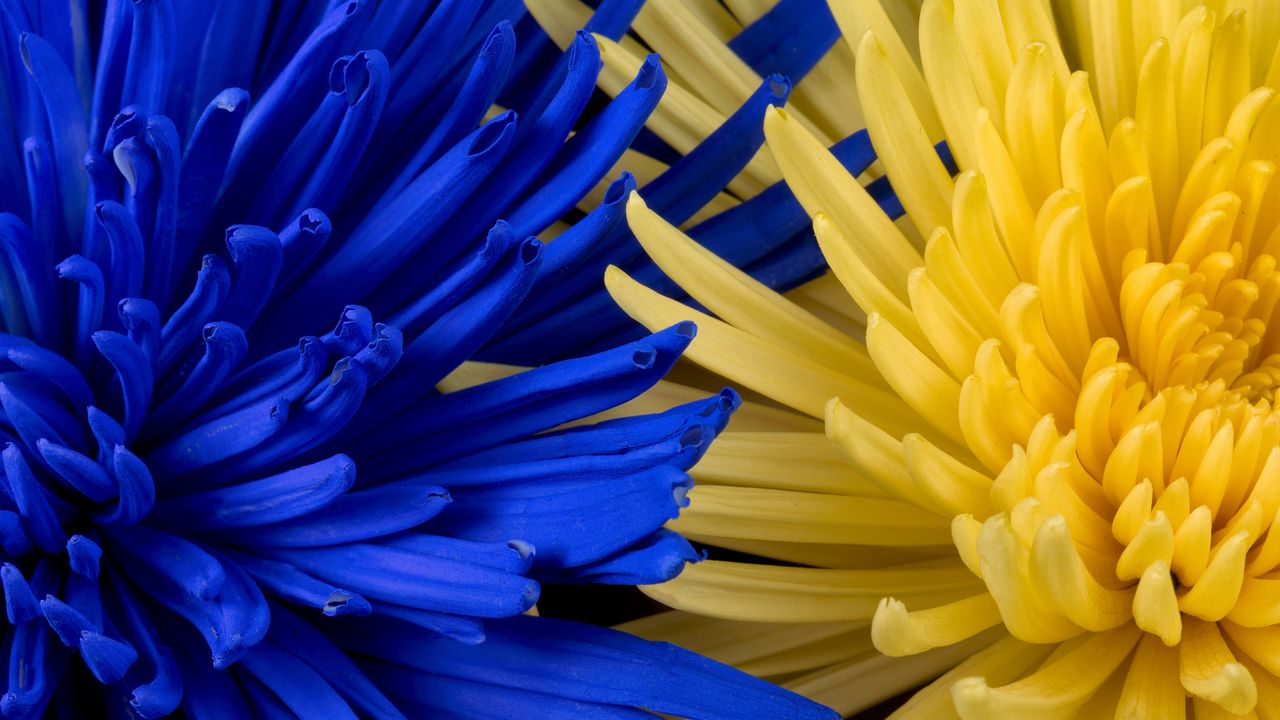 flowers_blue_yellow_135400_1280x720.jpg
