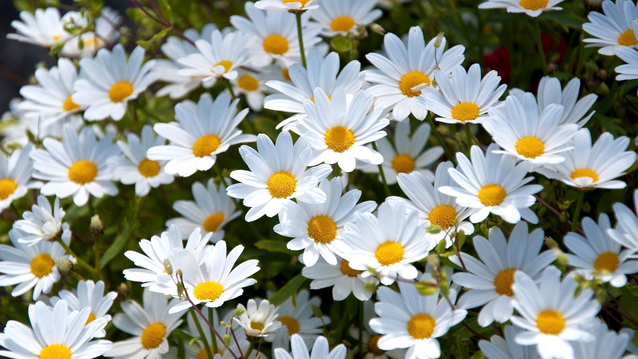 daisies_white_meadow_summer_mood_64786_1280x720.jpg