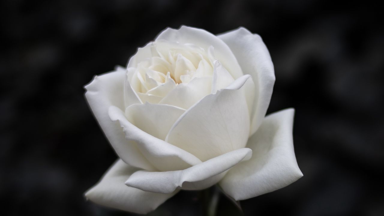 rose_flower_white_143143_1280x720.jpg