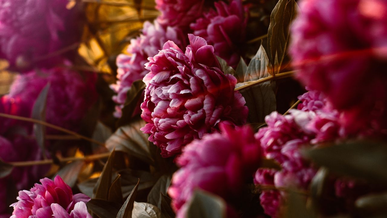 peonies_flowers_pink_142419_1280x720.jpg