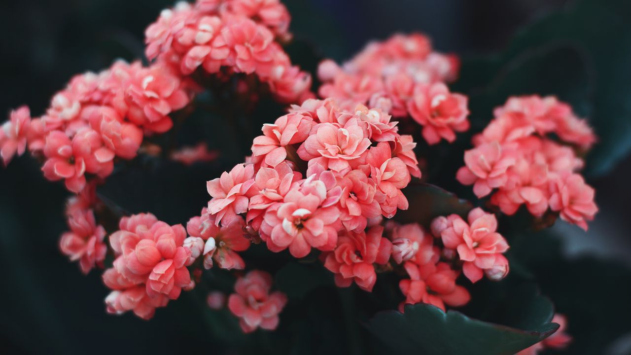 flowers_pink_bloom_126236_1280x720.jpg