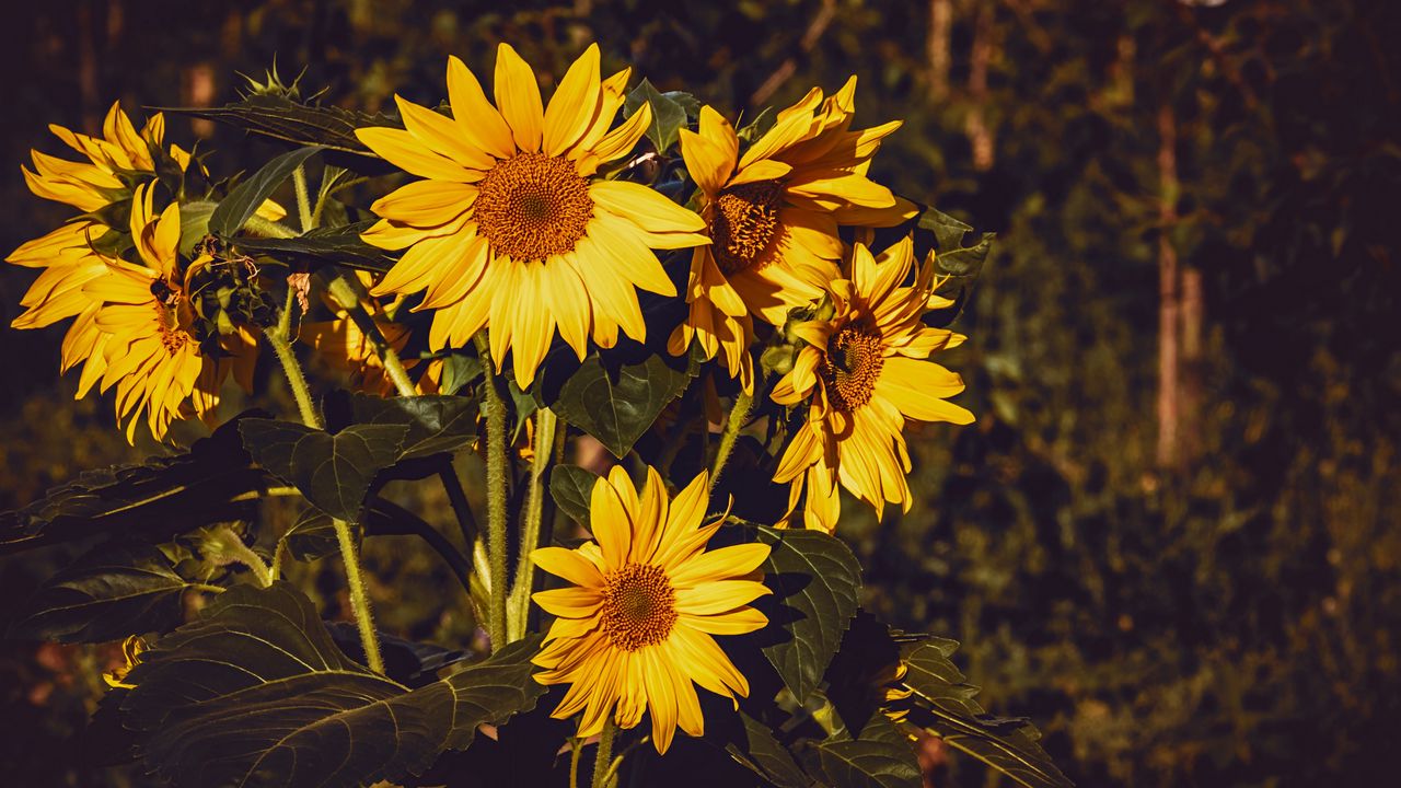 sunflower_flowers_summer_124368_1280x720.jpg