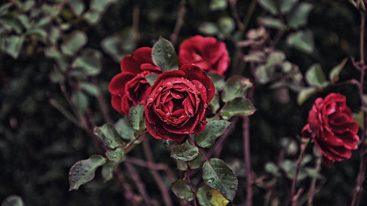 rose_drops_bud_bush_blur_118639_1280x720.jpg